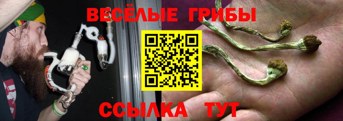 Псилоцибиновые грибы Cubensis Павлово